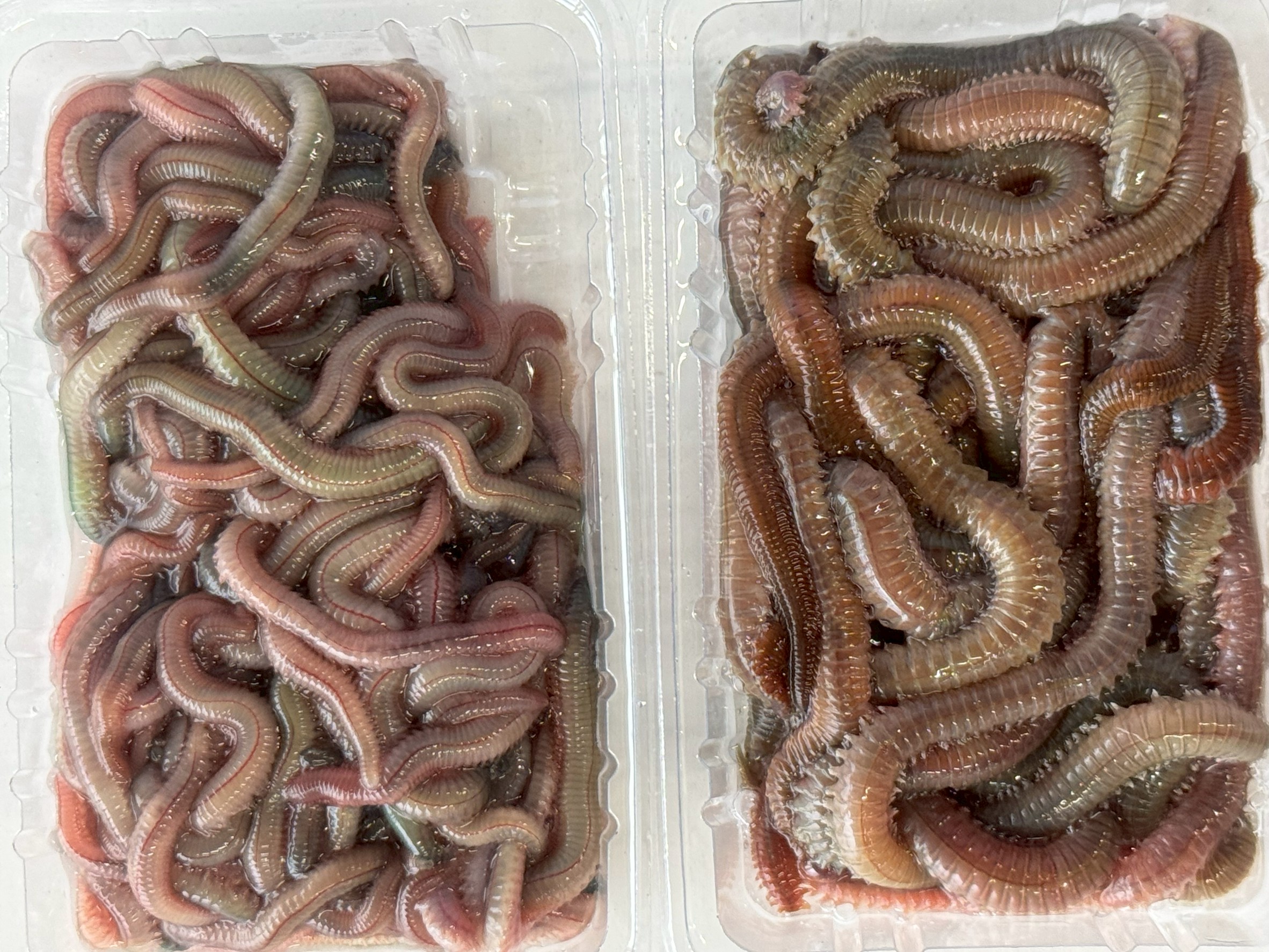 虫エサは釣りの定番！石ゴカイと青イソメの特徴を初心者向けにわかりやすく解説。釣太郎