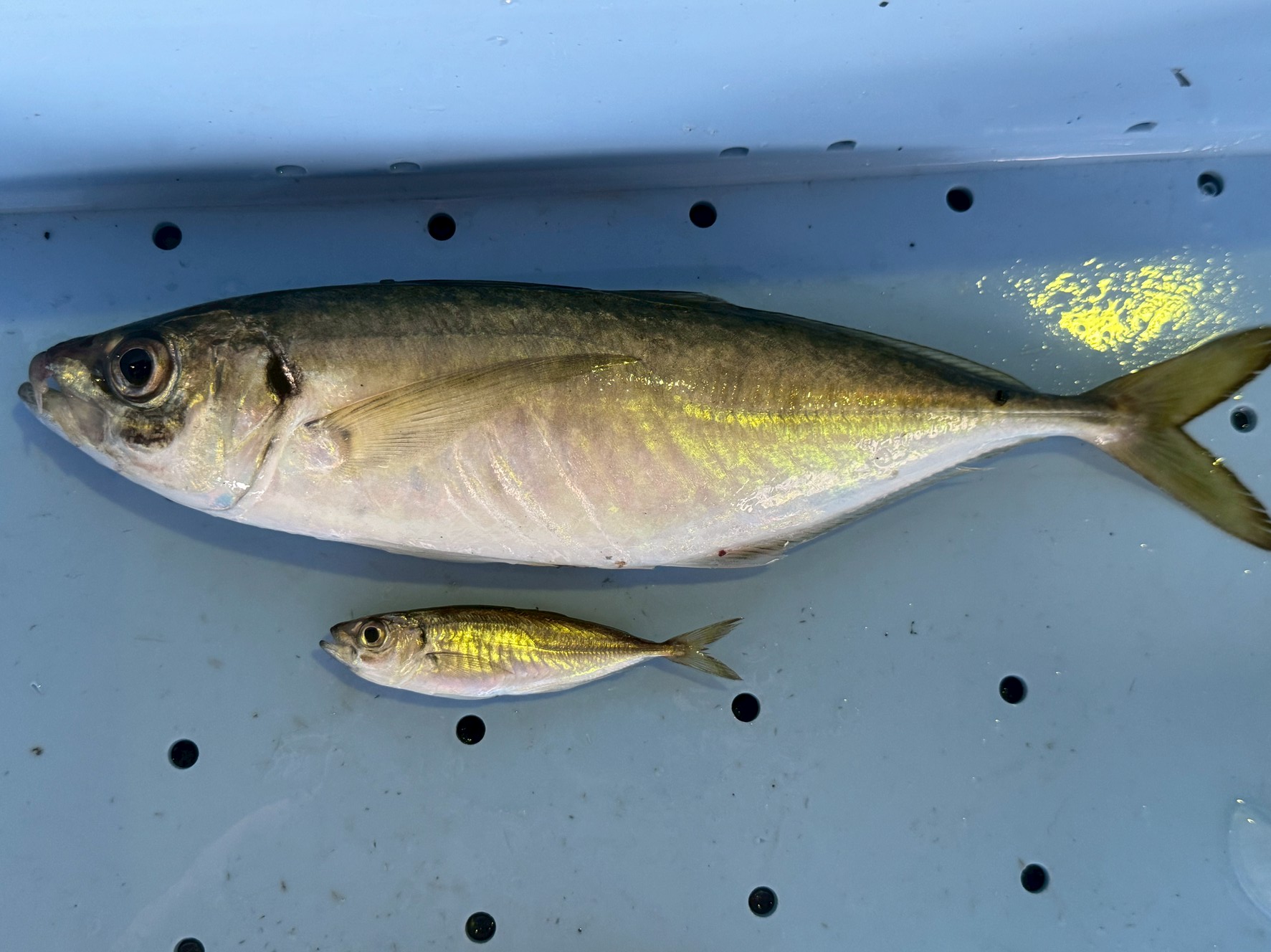 7cmの小アジが30cmに!真アジがここまで大きくなるまでの年数と生存率とは?釣太郎