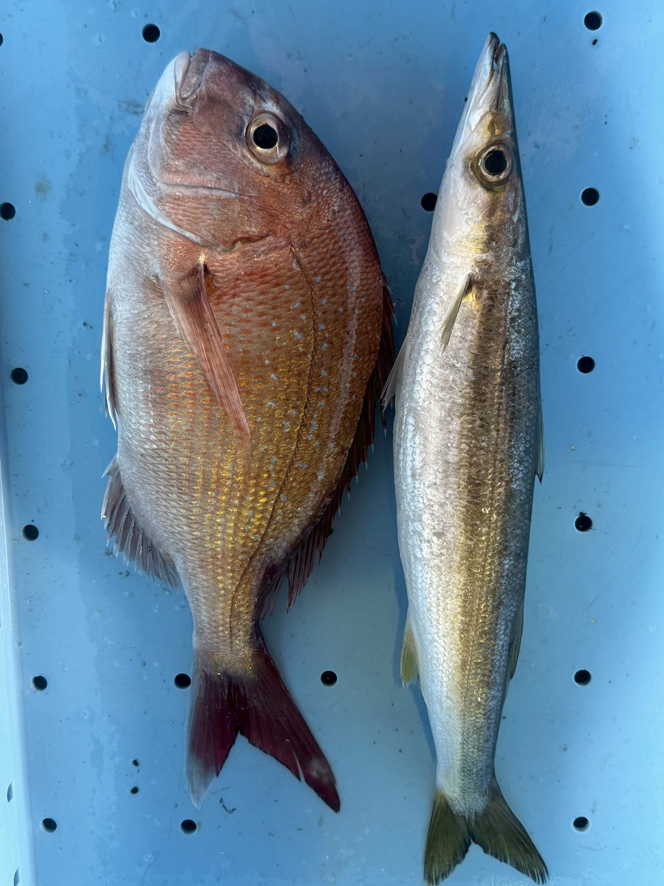 魚には「平たい魚」と「細長い魚」がいる理由とは？形の違いは“暮らし方”そのものだった！釣太郎