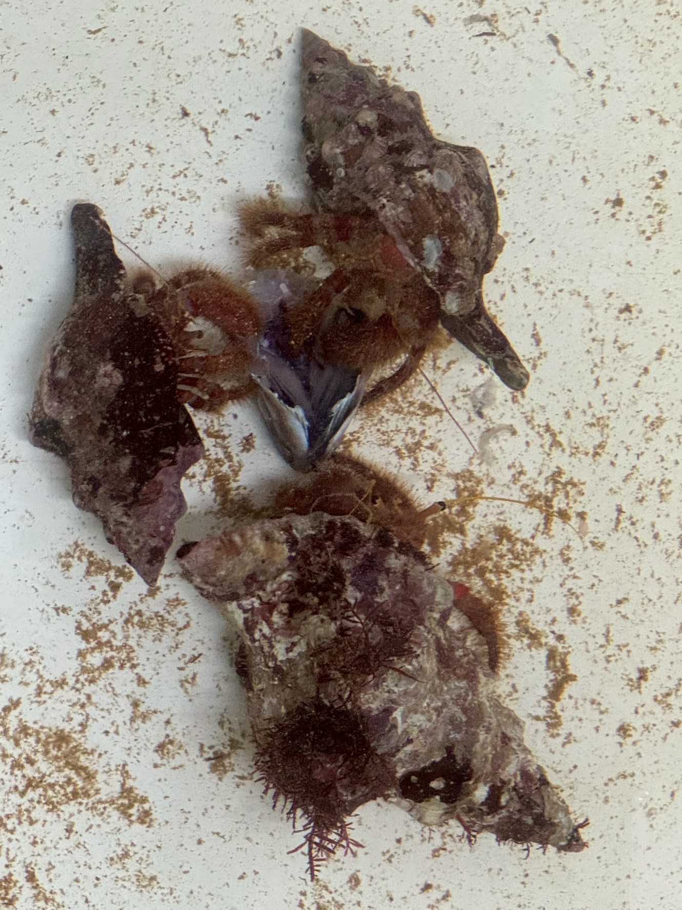 みなべ店、ヤドカリ20個ほどあります。釣太郎