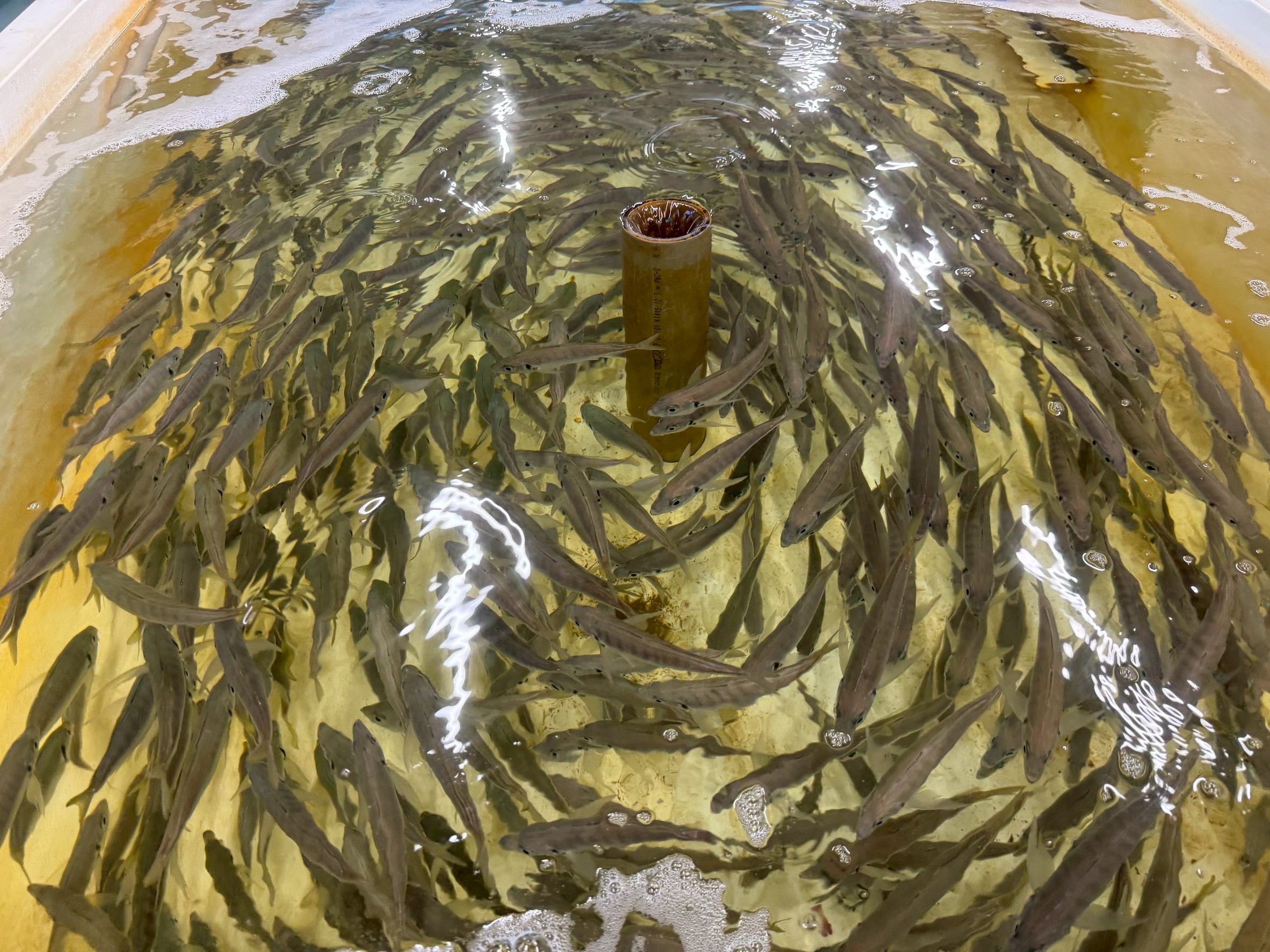 次回活アジ、24（火）入荷予定です。アオリイカ釣りはまだまだ続きます。釣太郎