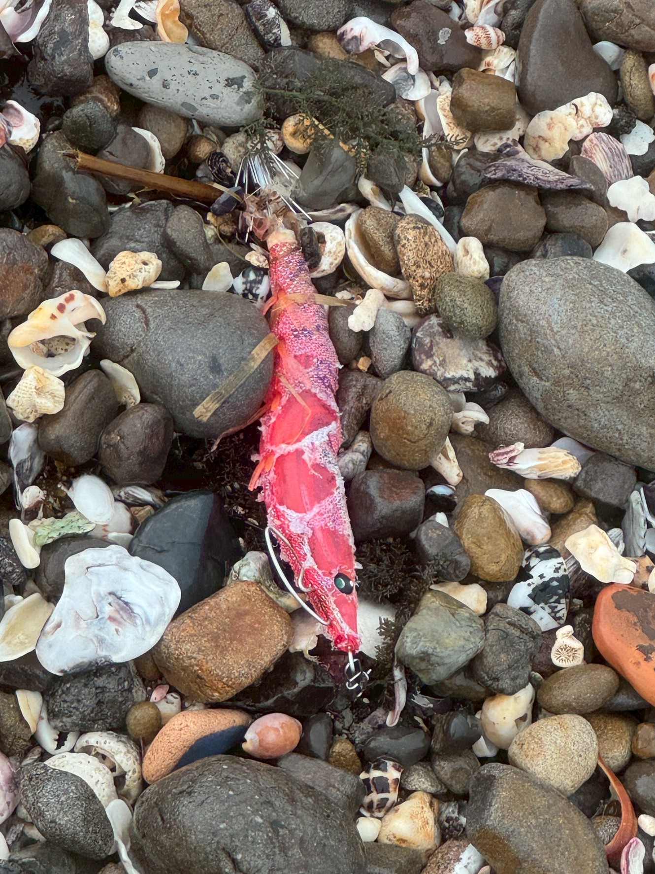 【なぜ?】なぜか砂浜に大量に打ち上げられる“エギ”の謎。その背景と釣り人ができること。釣太郎