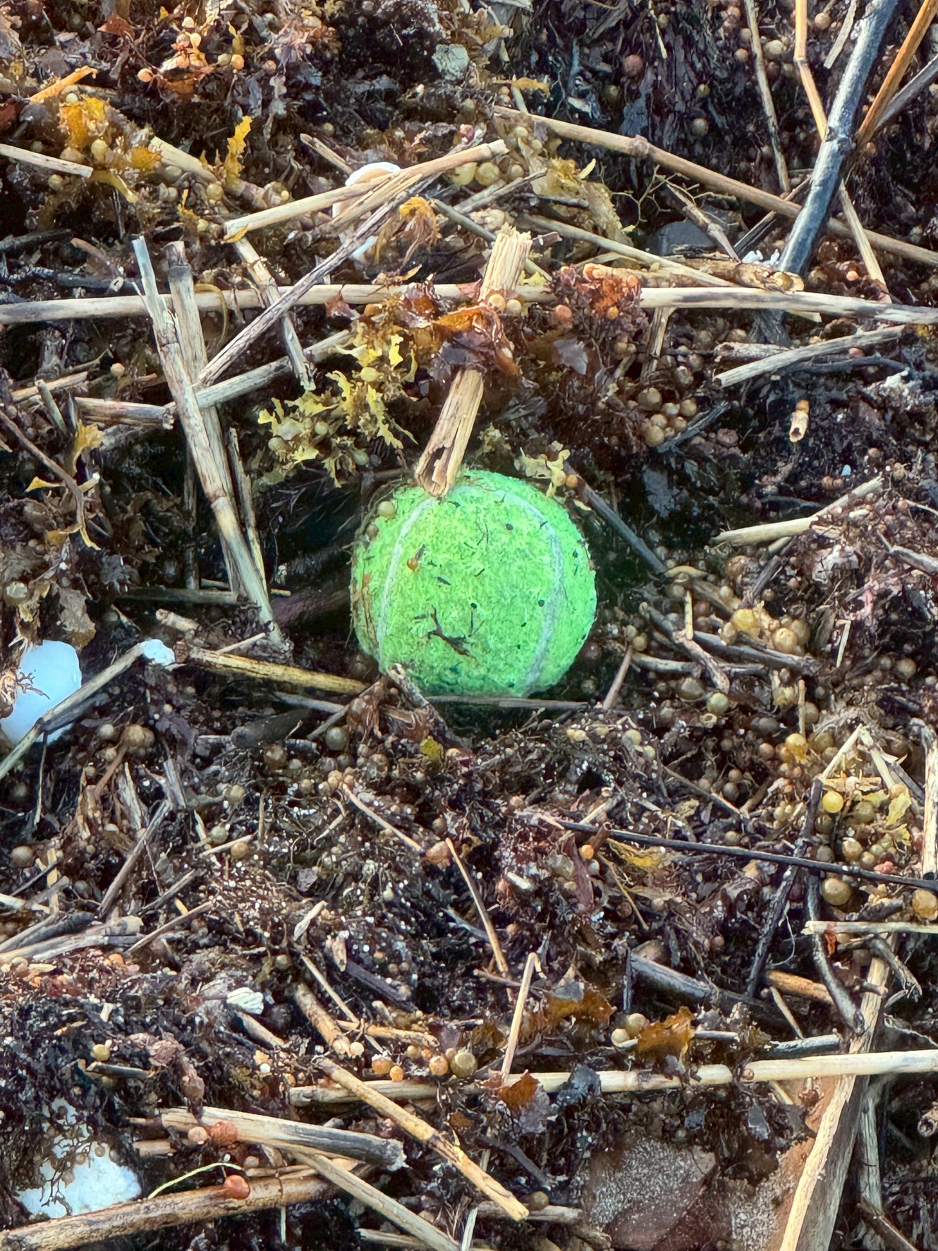 なぜ?海に漂着するボールの謎を解き明かす!昔は宝物だったごみが示す現代の問題。釣太郎