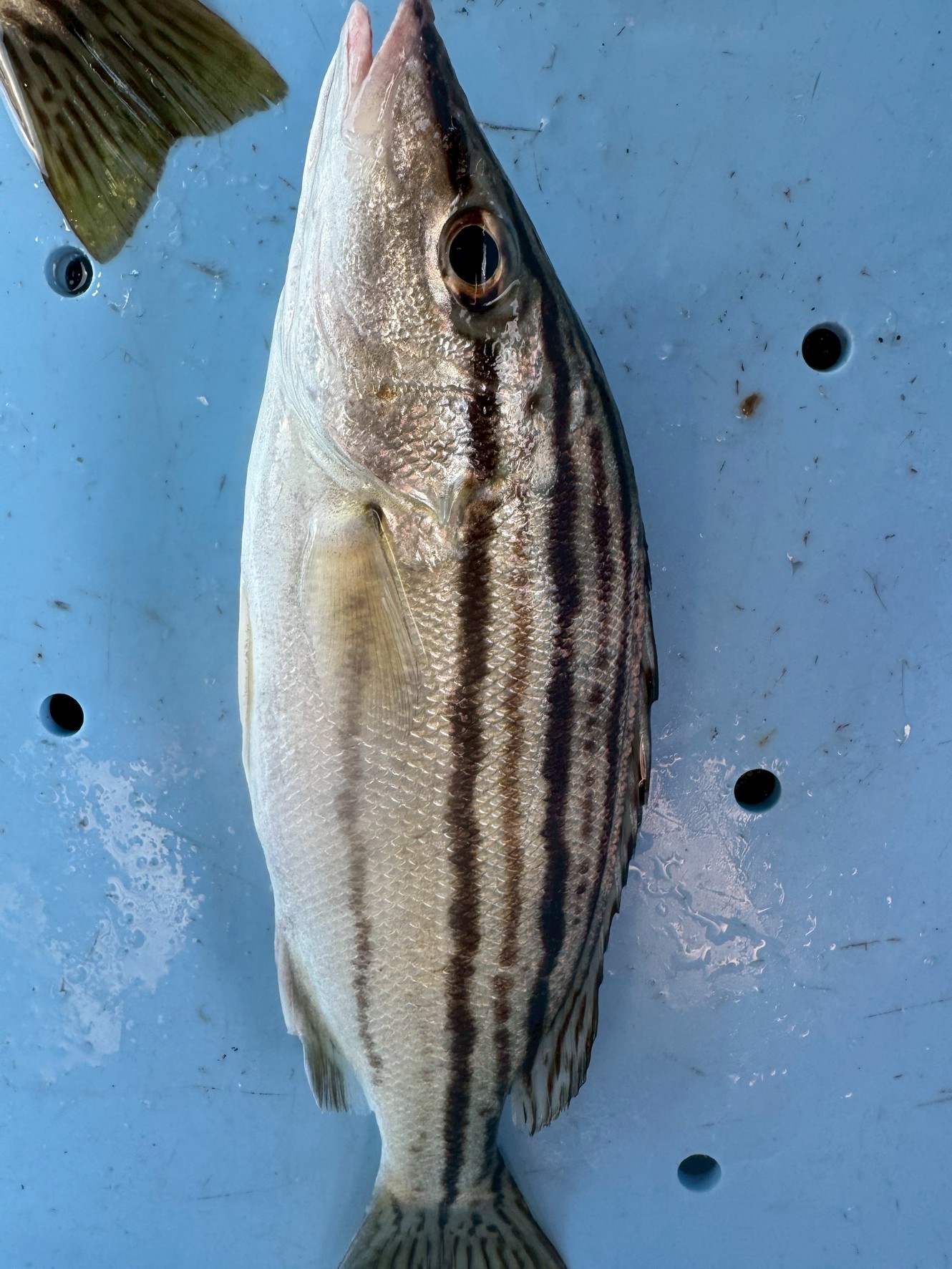 【コトヒキ徹底解説】縞模様が美しい！釣って楽しい食べて美味しい人気魚の秘密に迫る！釣太郎
