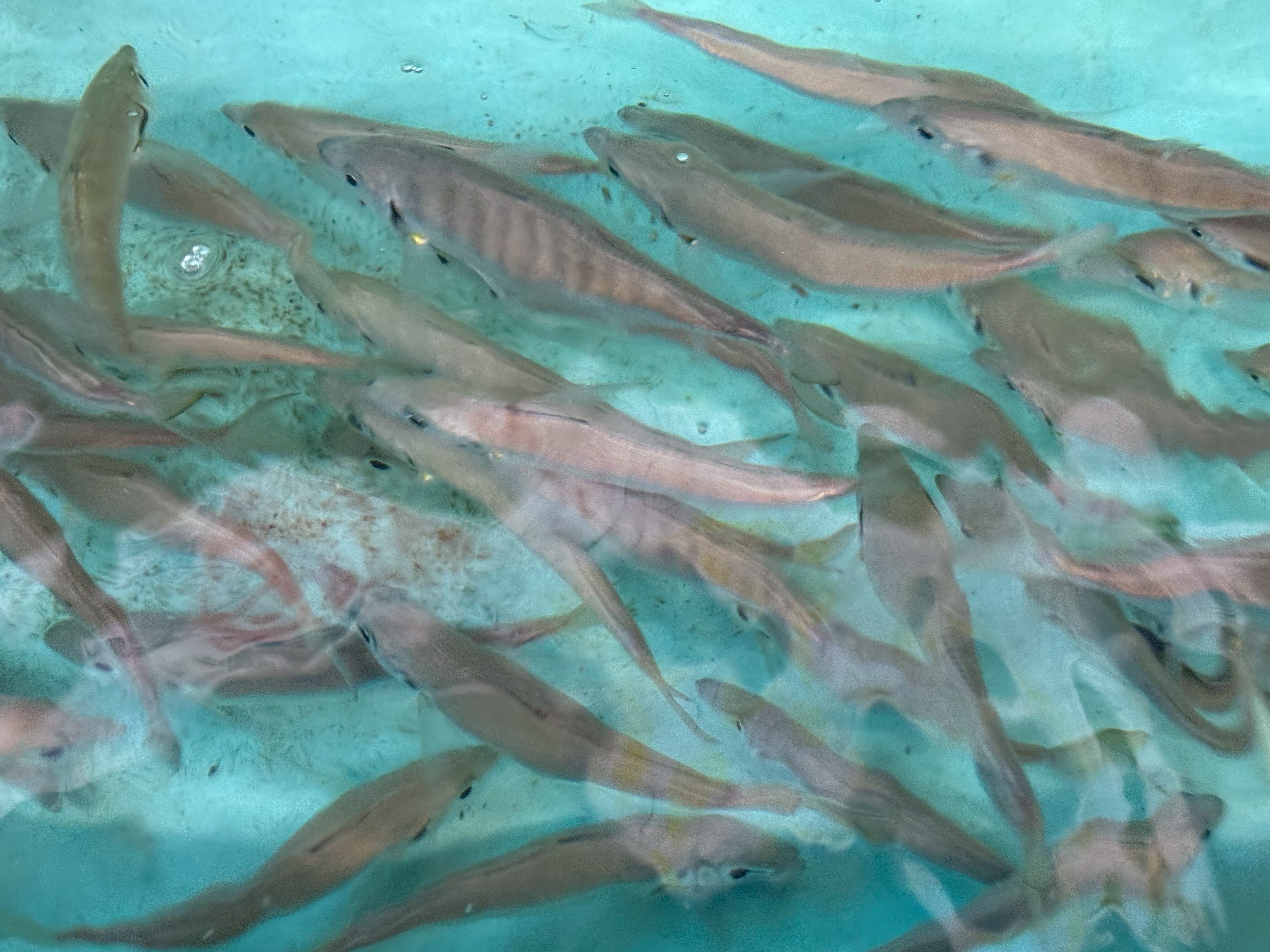 活アジ入荷していますが、両店あと700匹程度。売り切れ御免となります。釣太郎