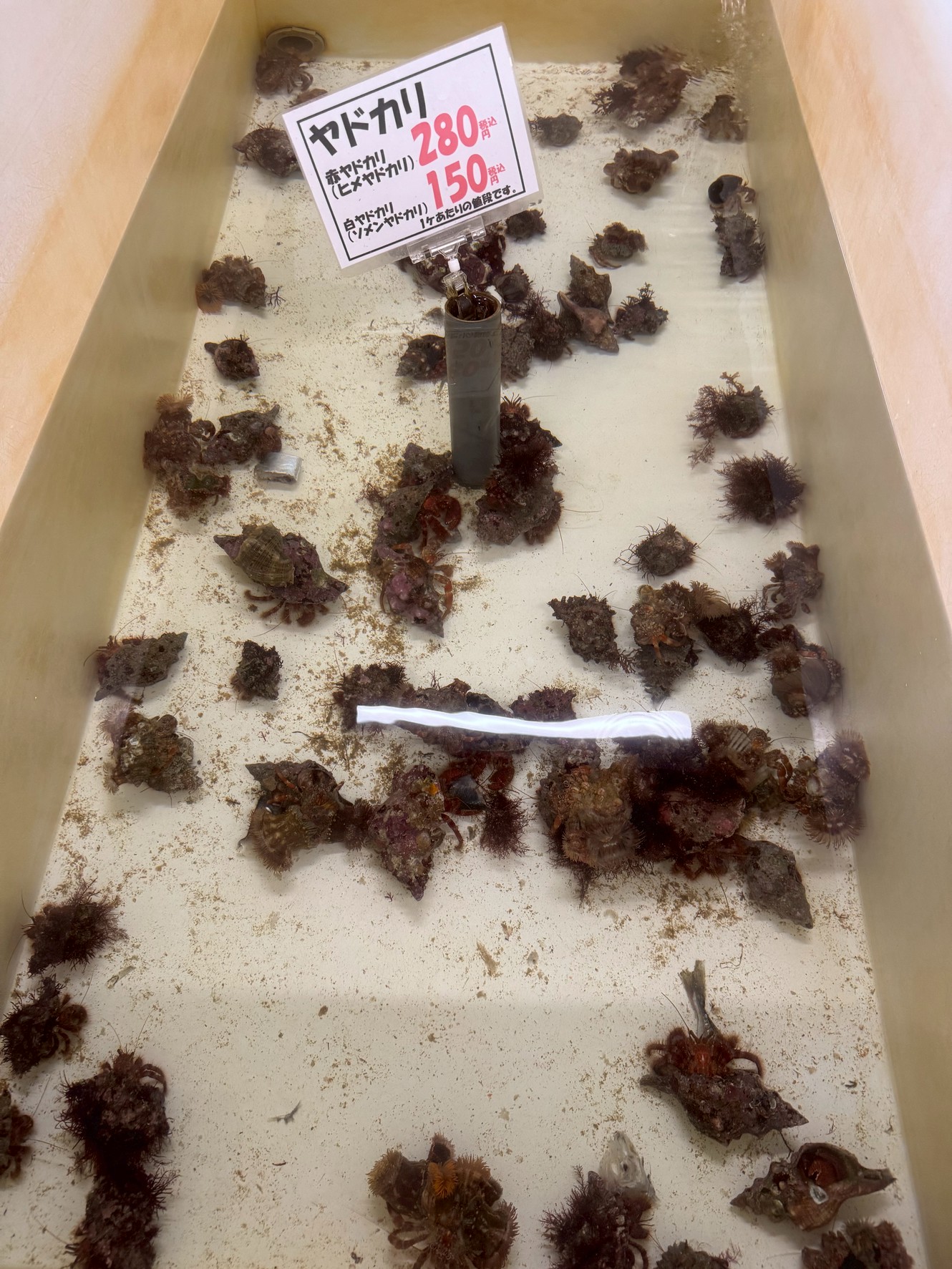 みなべ店、やどかり入荷しています。釣太郎