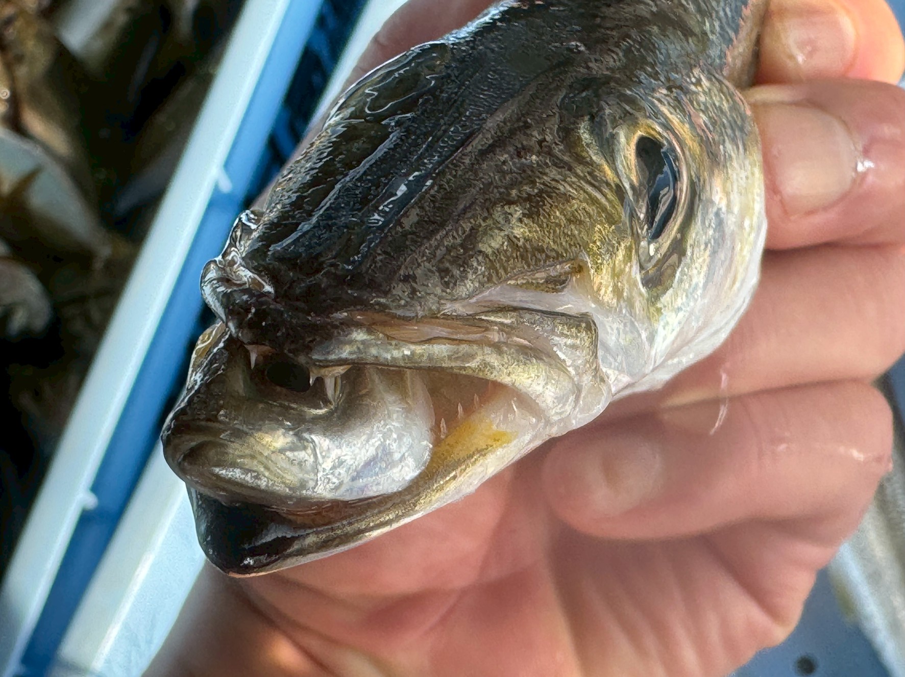 カマスの口の中にはアジが入っている。おなじみの魚ですが、実は獰猛なフィッシュイーター（肉食魚）。釣太郎