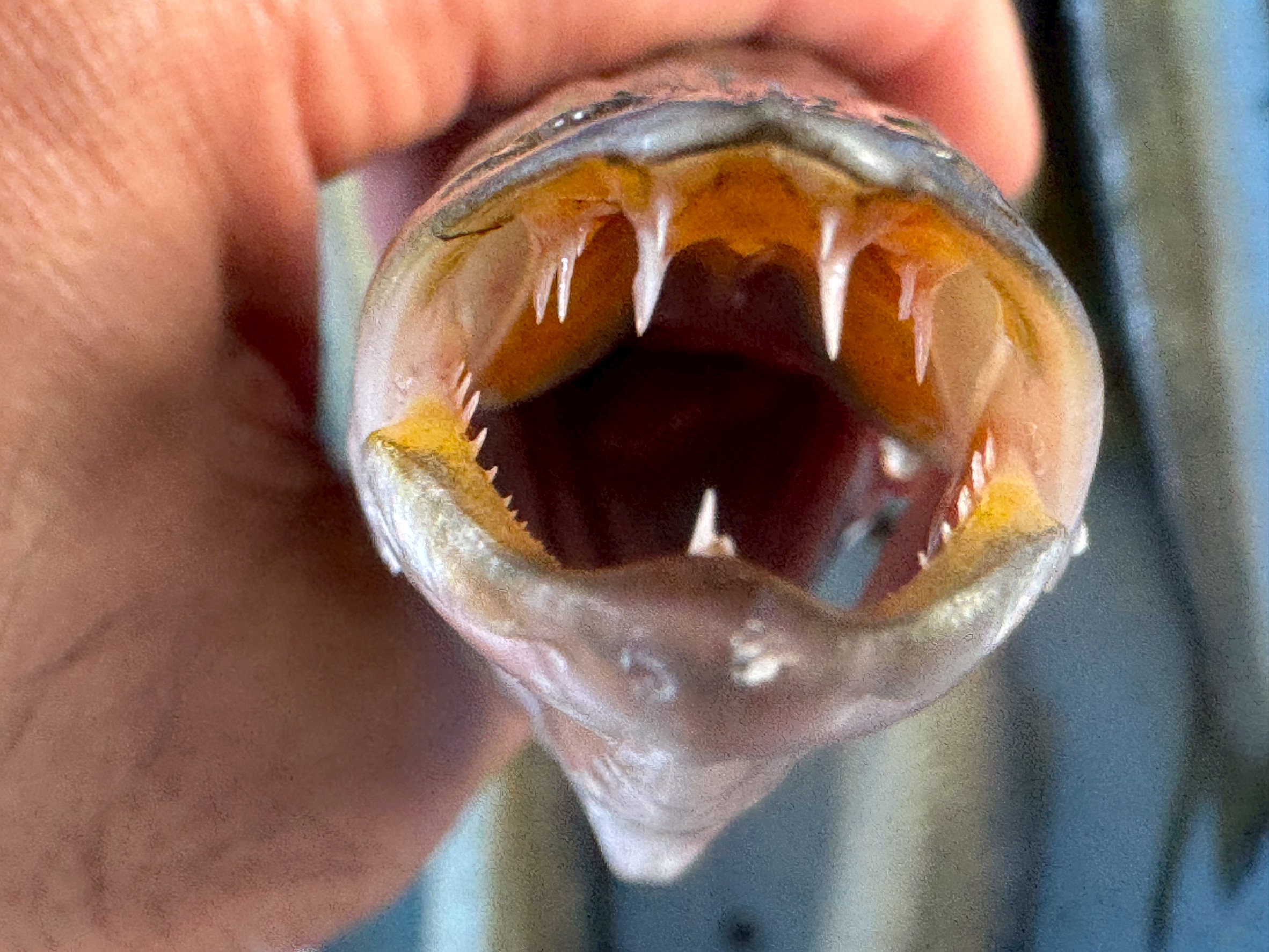 【カマス完全ガイド】鋭い歯を持つフィッシュイーター！旬・寿命・群れの秘密とは？釣太郎