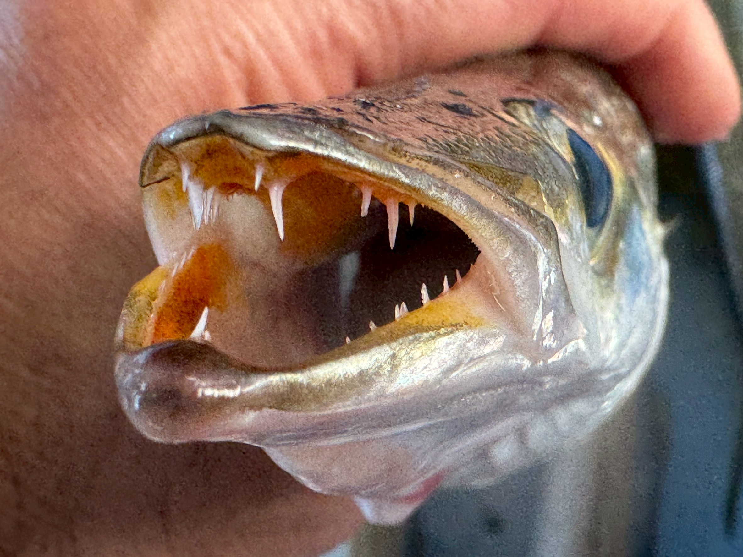 カマスの口元、あなたは見たことありますか？一見してフィッシュイーター（肉食魚）がわかります。釣太郎