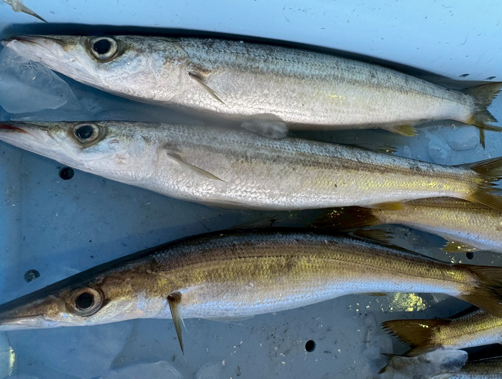 【なぜカマスは刺身より塩焼きや干物が多い？】その理由と美味しさの秘密を解説！釣太郎
