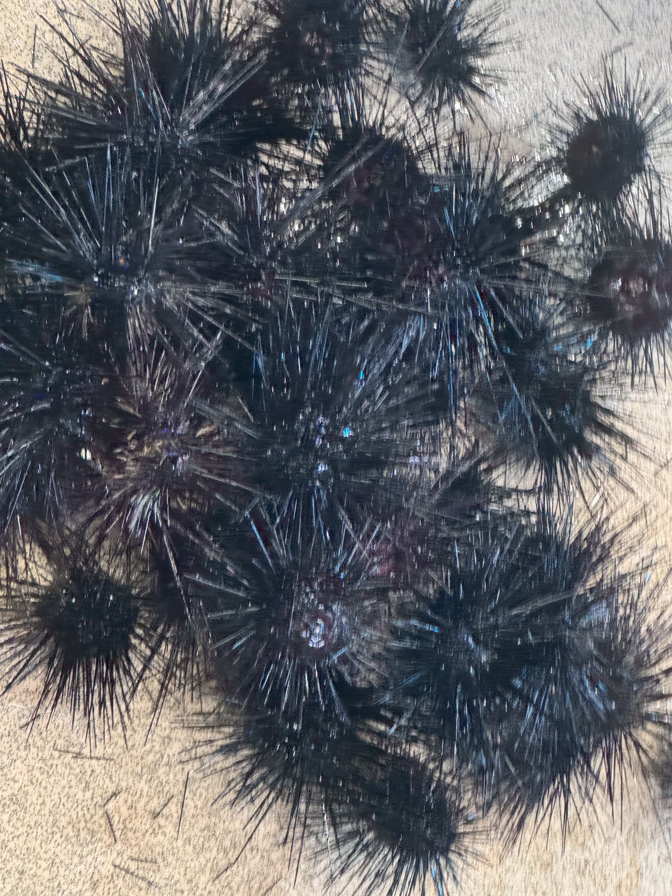 石鯛釣りエサのウニあります。底もの釣り。釣太郎