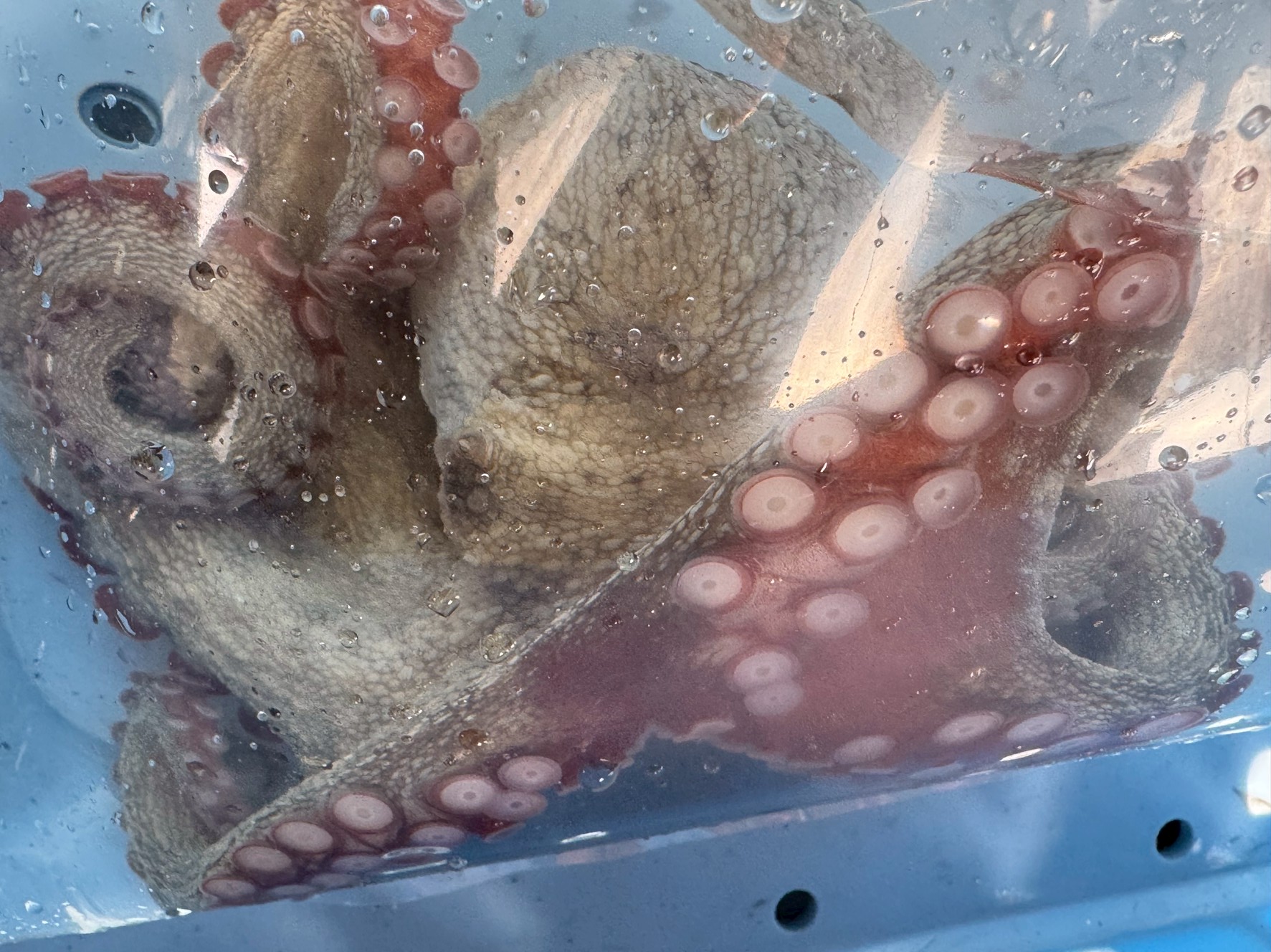 【誰が食べても旨いと言う！】地ダコが絶品な理由をAIが徹底分析！釣太郎