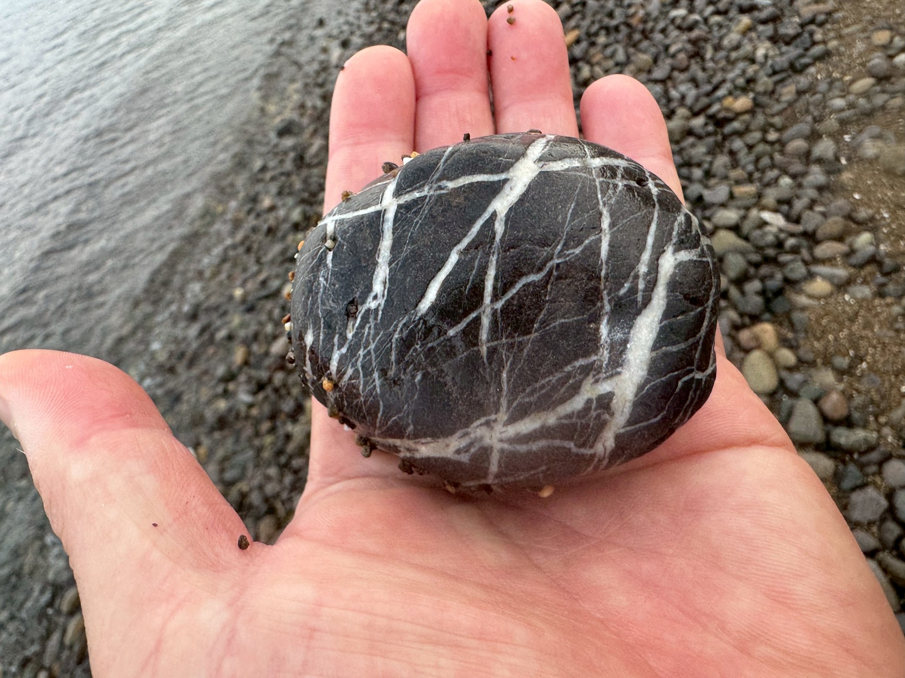 海からの贈り物】軽石(まだら模様 パンダ石) これは何の石？】海辺で