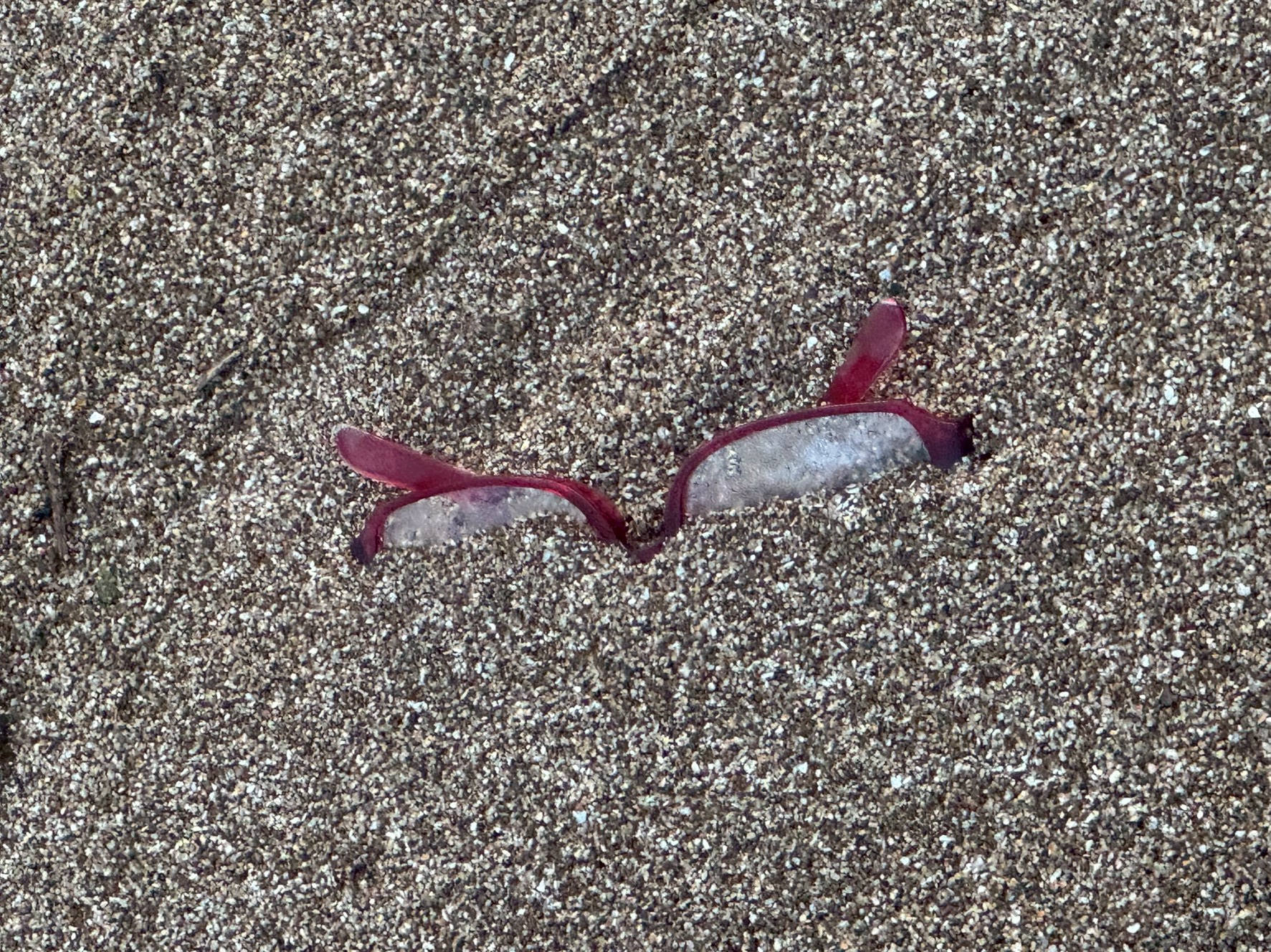 砂浜に落ちている“たったひとつのメガネ”。釣太郎