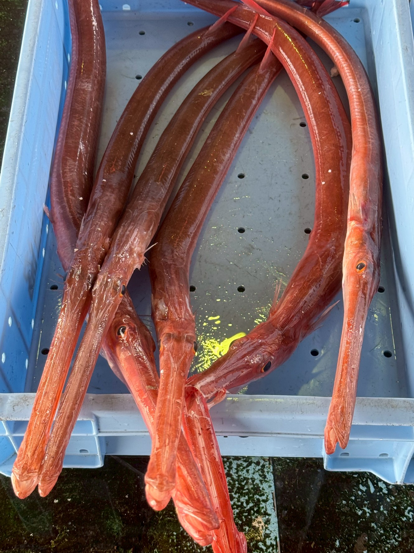 アンダーベイトフィッシングでも釣れるアカヤガラ。この魚の特徴説明。釣太郎