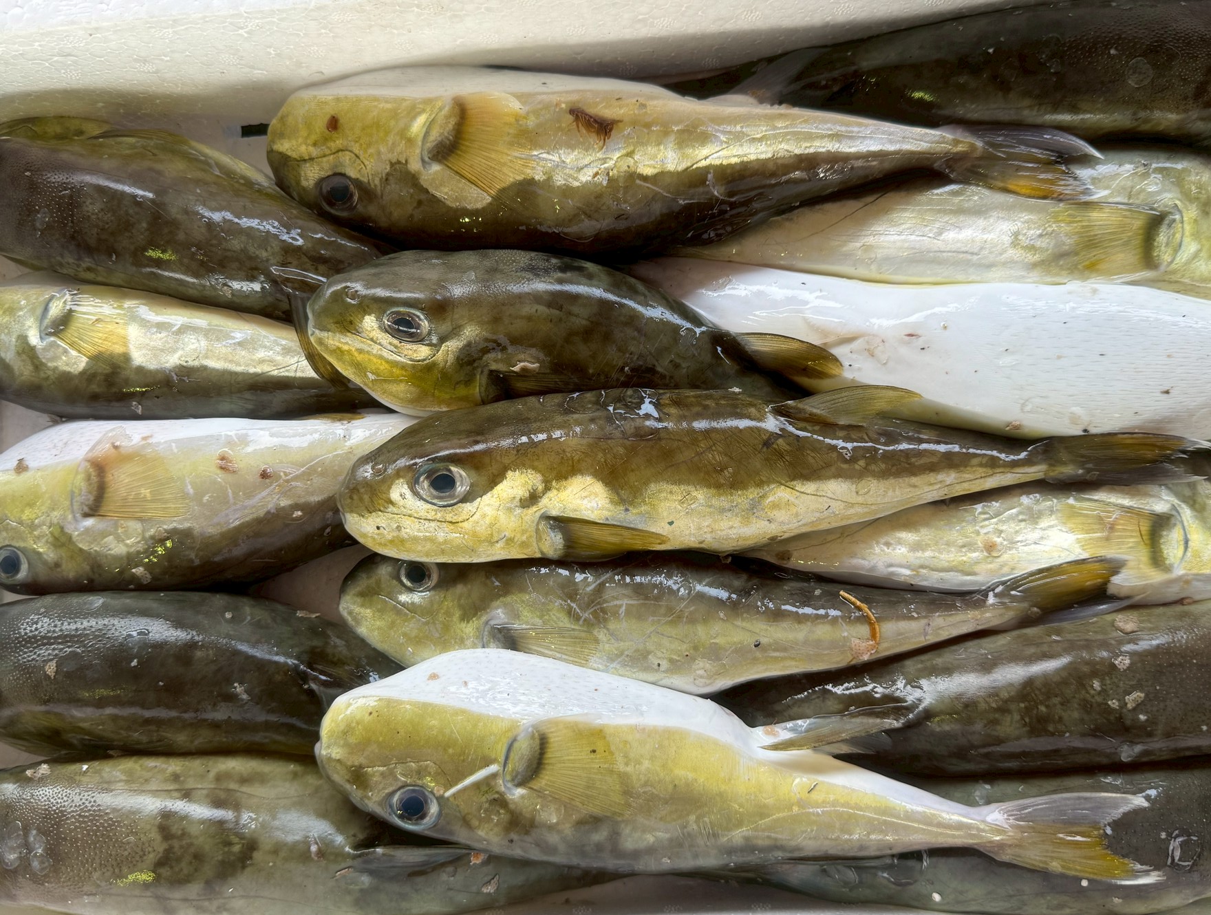 【釣り人必見】シロサバフグの特徴とは?見分け方・食べ方・注意点まで徹底解説!釣太郎