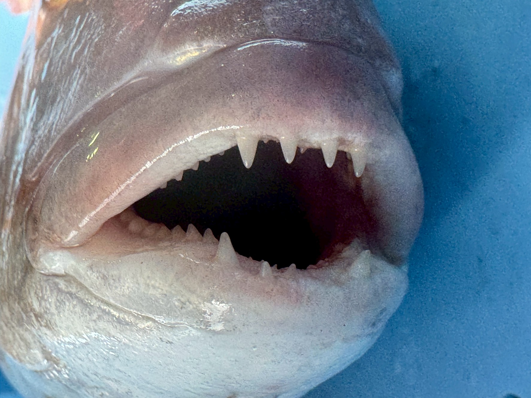 【釣り人・魚好き必見】真鯛（マダイ）の歯はこんな形！？知られざる口の構造と生態を解説！釣太郎