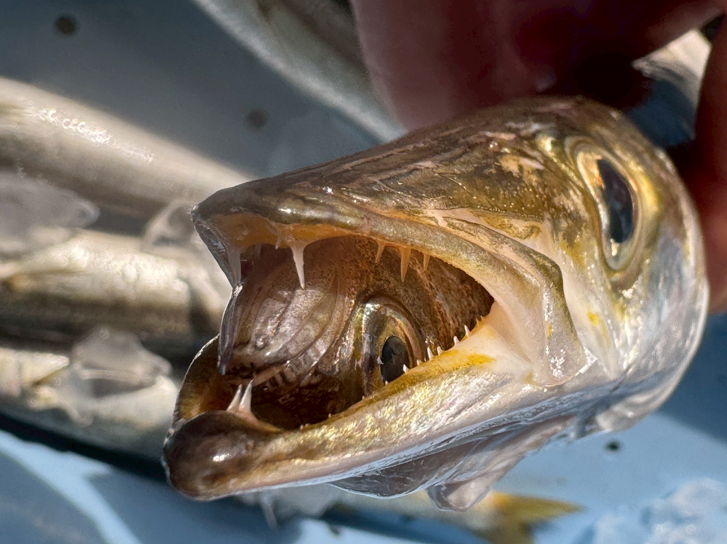 【衝撃写真】鋭い歯を持つ獰猛なカマス、その口内にムツの仔魚！？海の捕食のリアルを目撃。釣太郎
