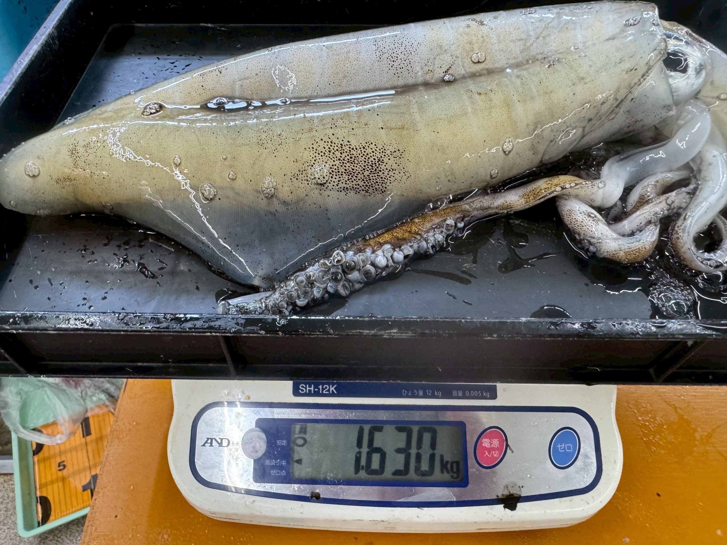アオリイカ釣果1630ｇ釣果。釣太郎