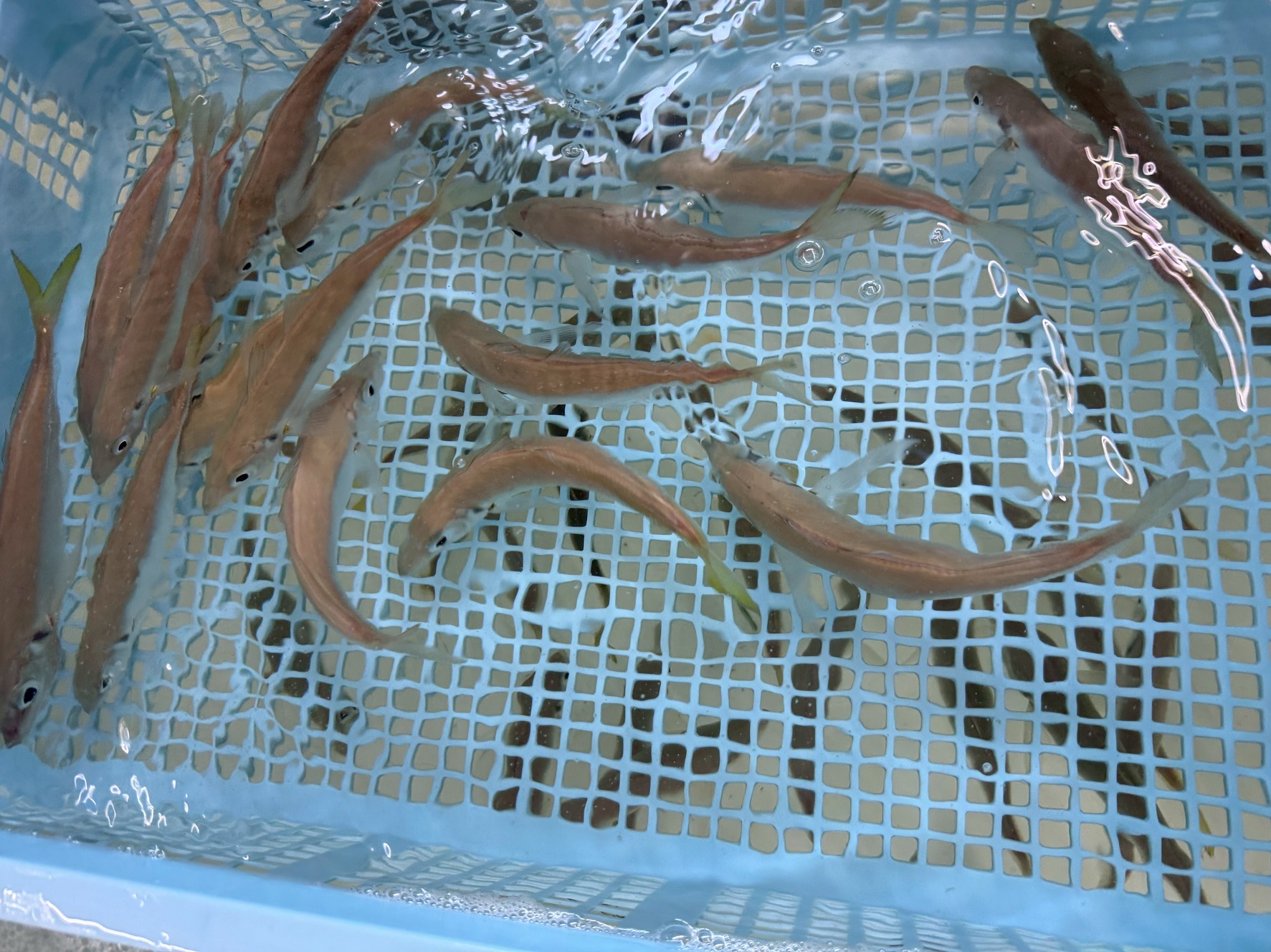 活アジ水槽冷却入れています。海水温度との差が4度ほどあるので、慣らしてからご使用ください。釣太郎