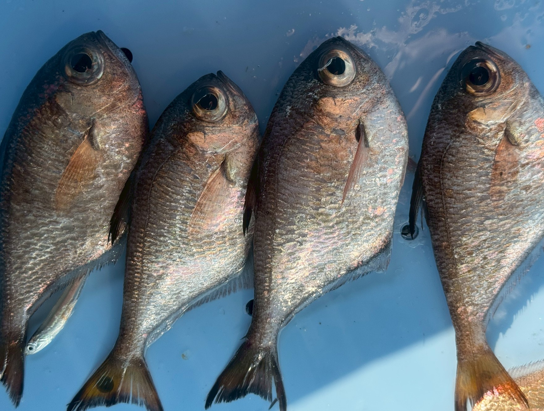 【釣り人必見】ハタンポとは？エサ取り扱い？それとも高級魚？地域で変わるその価値と魅力。釣太郎