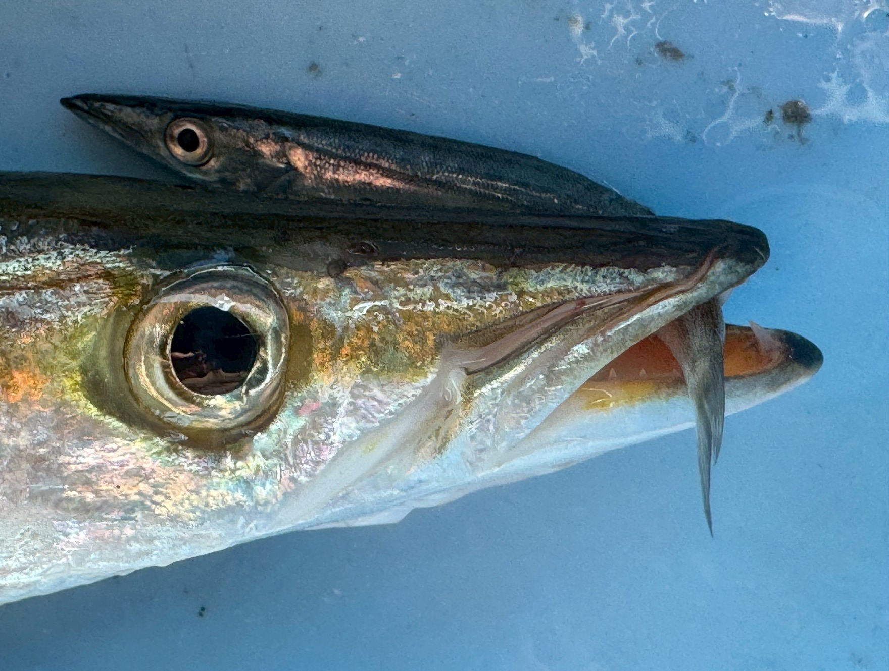 【衝撃写真】カマスは獰猛！小魚を丸呑みする捕食者の本性とは？釣太郎