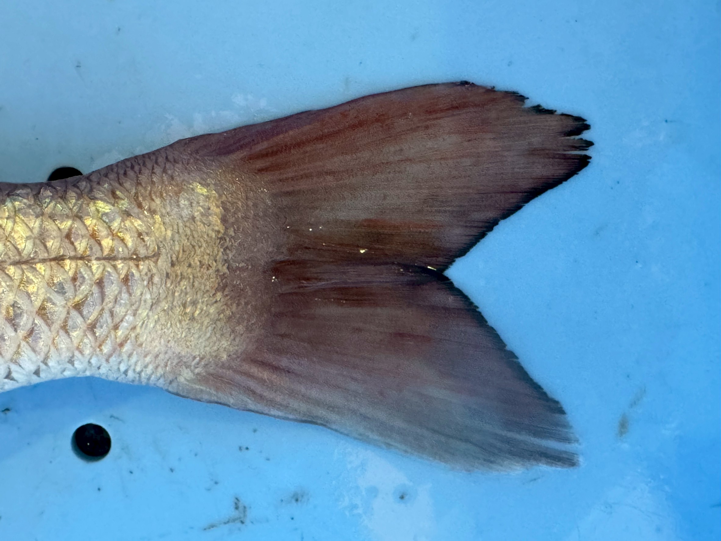 養殖魚は狭い限られた中でしか泳がないため、尾鰭が小さく先端が丸みがある。天然魚はこの反対。釣太郎