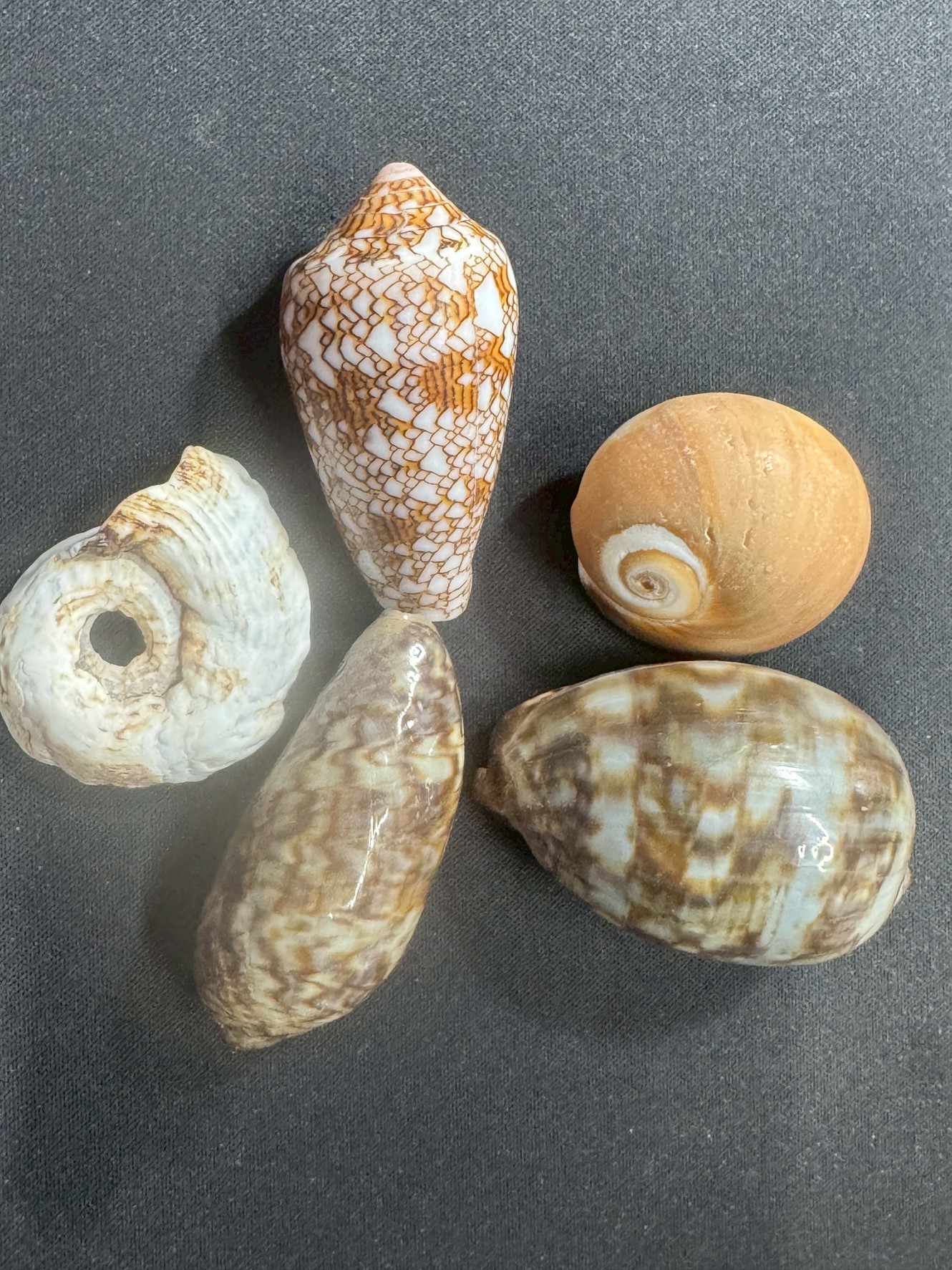 貝殻は、波に洗われたり、砂同士でこすれ合ったりすることで徐々に角が取れ、小さな破片=貝殻砂になっていきます。
これには地域差がありますが、早くても10~50年、長ければ100年以上かかります。釣太郎