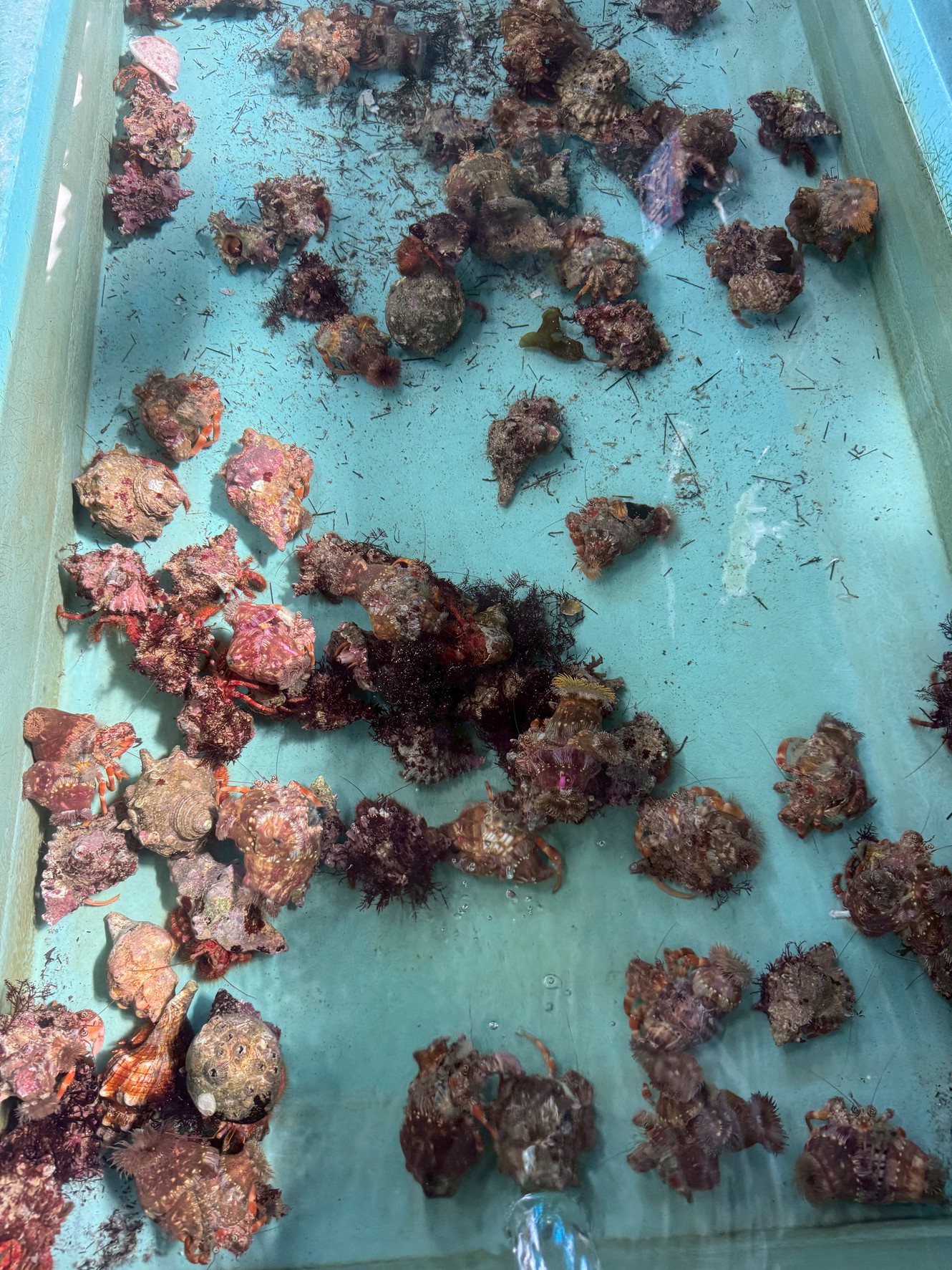 みなべ店ヤドカリあります。白150円、赤280円。石鯛釣りエサ。釣太郎