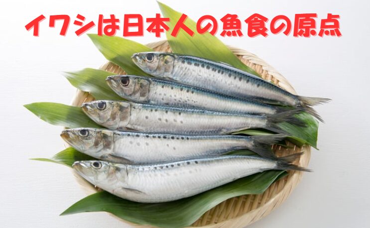 イワシほど、日本人の食と文化に根付いた魚は他にない。釣太郎