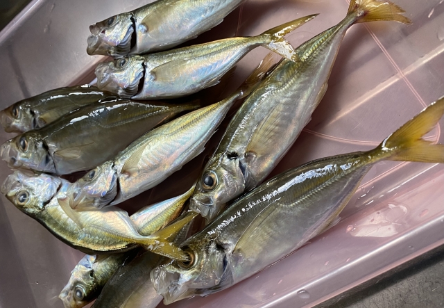 南紀地方の豆アジ釣り絶好調。針０．５号1号２号のサビキ針ご用意しています。釣太郎