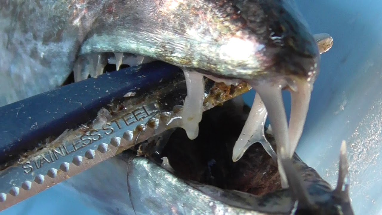 タチウオの歯はまさに“海の凶器”　共食いも起こす最強の刃を持つ魚の真実とは？釣太郎