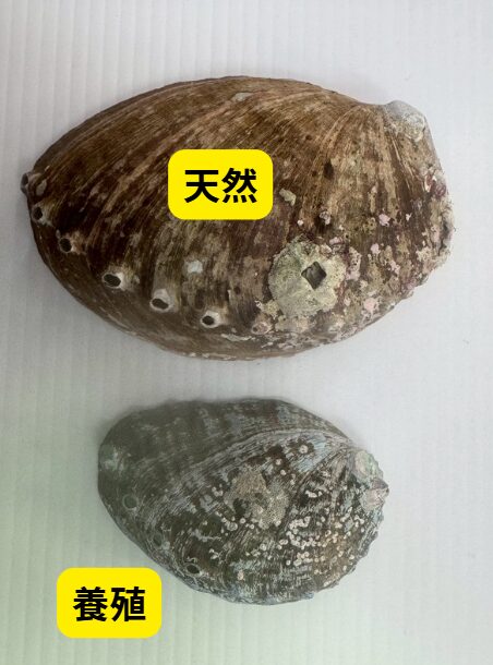 天然アワビと養殖アワビの外見的な違い説明。釣太郎
