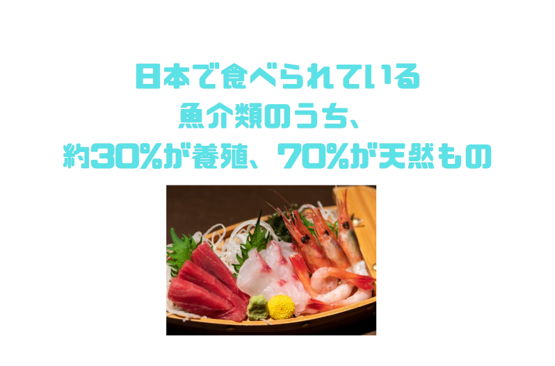 日本で食べられている魚介類のうち、約30~35%が養殖、残り65~70%が天然ものです。釣太郎