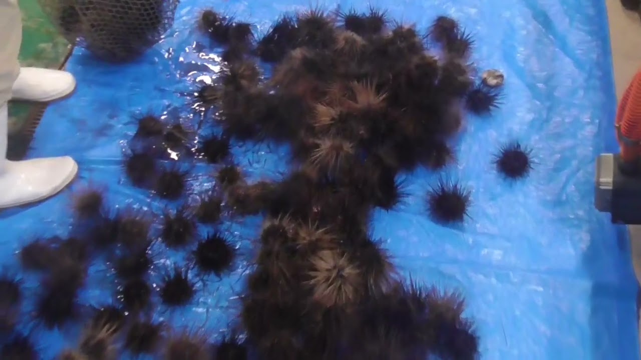 明日は波が高いので、予約キャンセルはお気軽にお電話ください。釣太郎