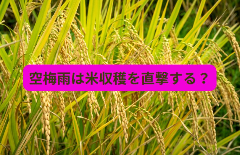 今日は7月1日。今年は空梅雨だが、秋のコメは不作になりそうか？コメ高騰は続くのか？AIが分析。釣太郎
