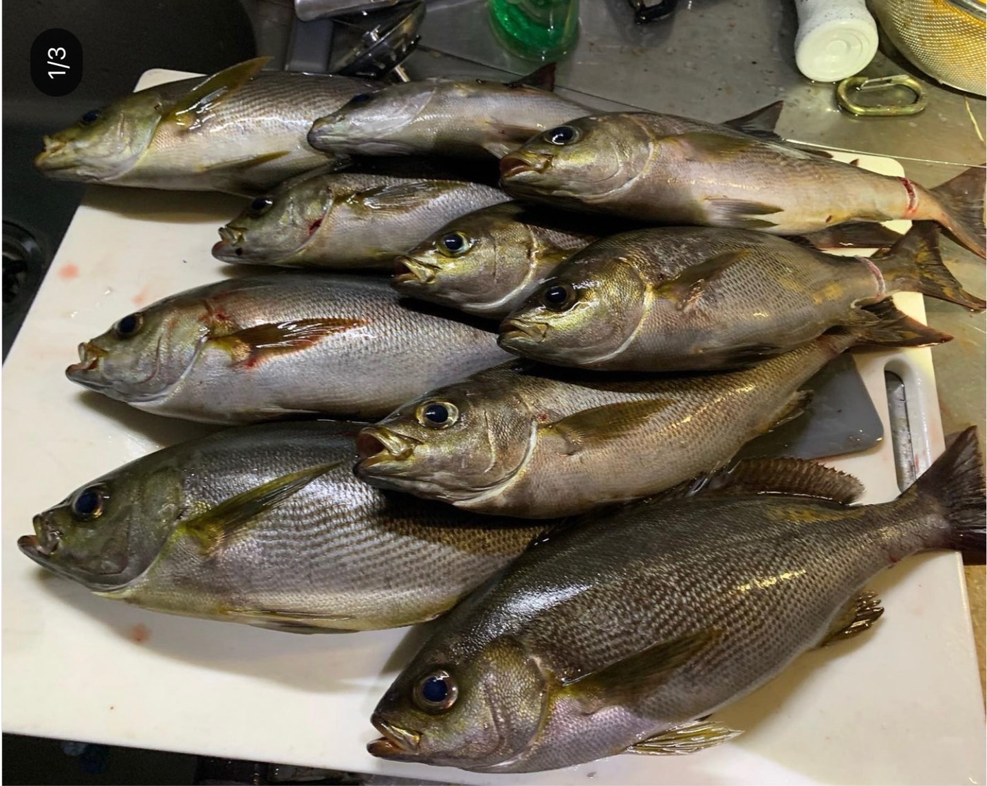 イサギ半分ほどは産卵済んでいるようです。2025年7月9日現在。釣太郎