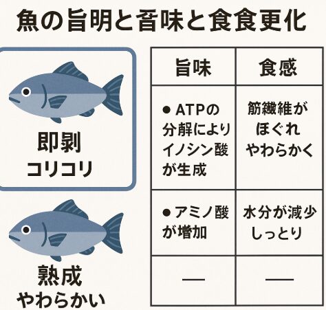魚の熟成で旨味と食感はどう変わる？AIが科学的に徹底解説。釣太郎