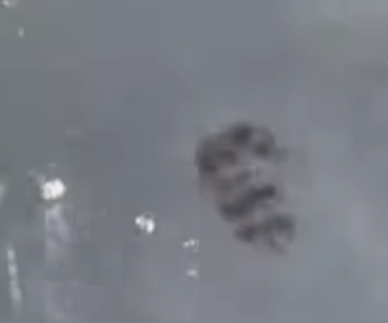 本日のアオリイカ新子の遊泳シーン。7月23日水曜日。釣太郎