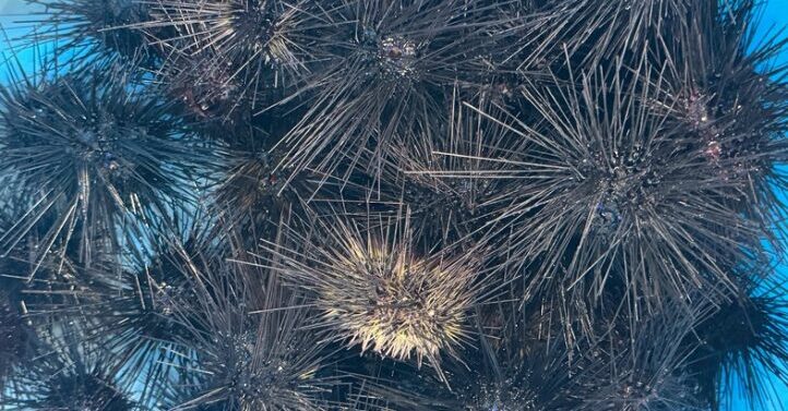 海が濁るとウニは捕れません。釣太郎