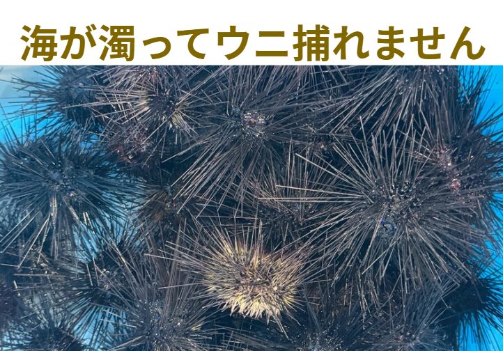 海が濁るとウニは捕れません。釣太郎