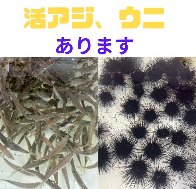 活アジ、ウニあります。釣太郎