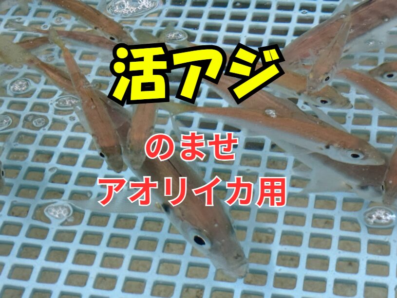 活アジ、のませ＆アオリイカ釣り用あります。釣太郎