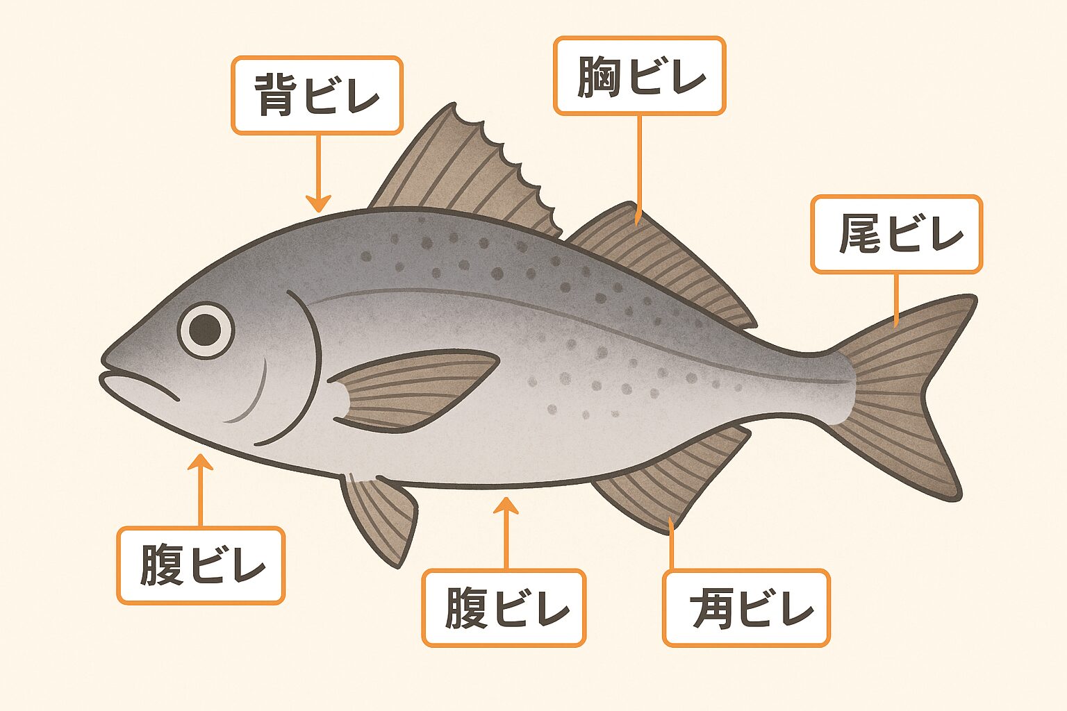 魚のヒレ、各部位の役割とは?【背ビレ・胸ビレ・腹ビレ・尻ビレ・尾ビレの完全ガイド】釣太郎