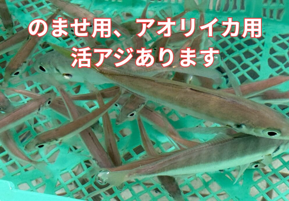 ノマセ釣り用、アオリイカ釣り用、活アジあります。釣太郎