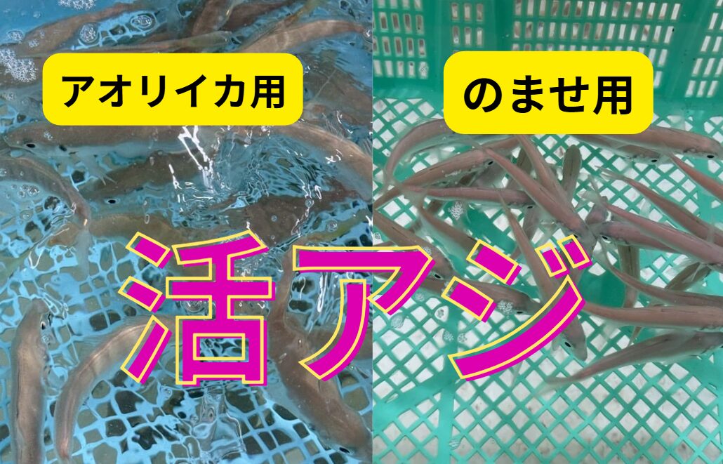活アジ（のませ、アオリイカ用）、2種類あります。釣太郎