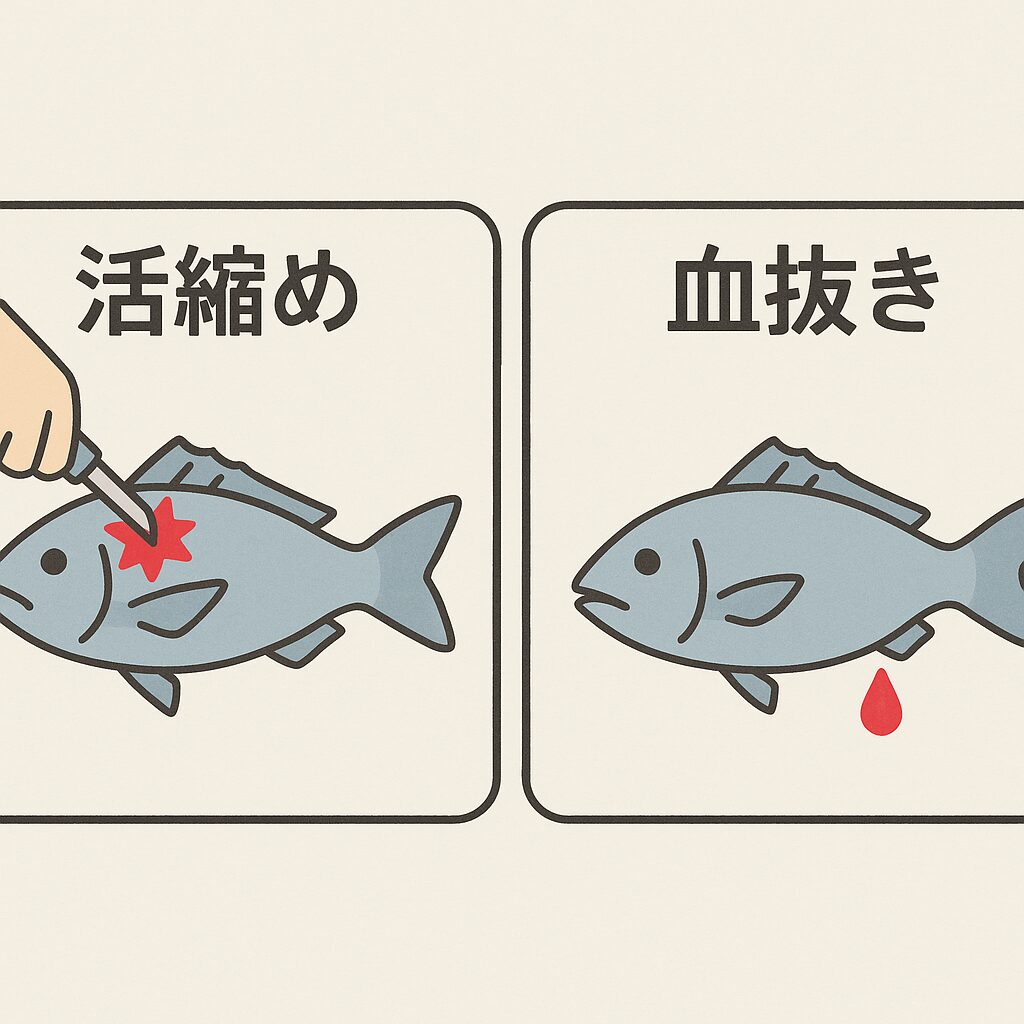 【結論】魚は「活締め」と「血抜き」どっちが重要？プロが徹底解説！釣太郎