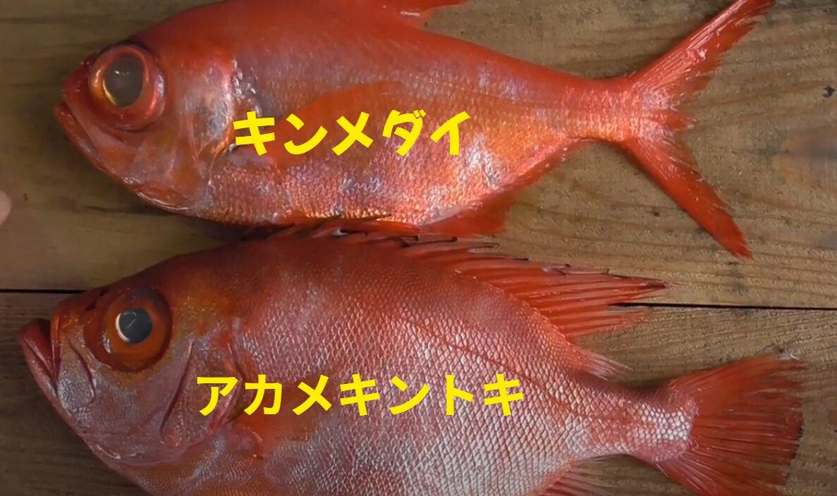 【間違えやすい魚シリーズ】キンメダイとアカメキントキ（チカメキントキ）の見分け方説明。釣太郎