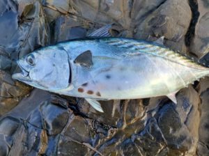 【ヤイトガツオとは？】釣り人が知っておきたい特徴と見分け方を徹底解説！釣太郎