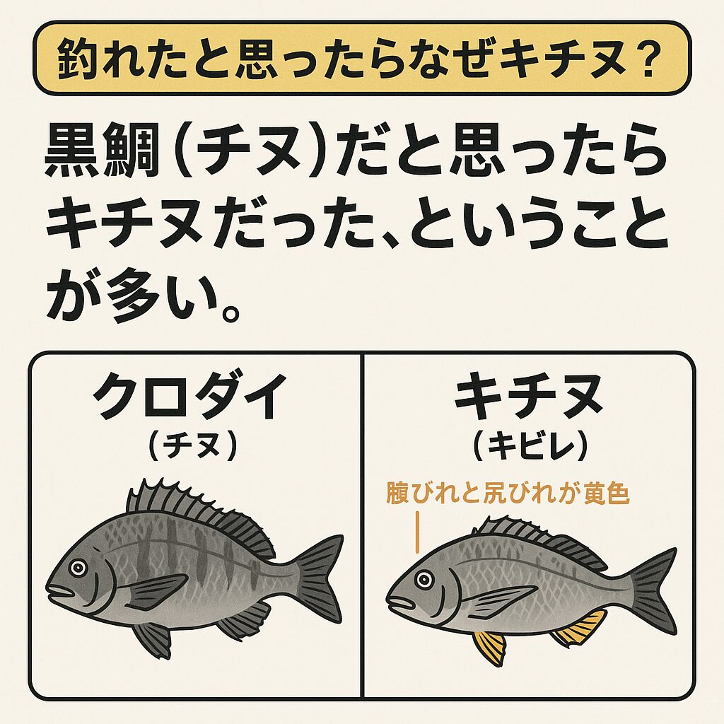 要注意】黒鯛（チヌ）だと思ったらキチヌ！？その違いと見分け方を徹底
